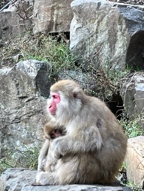 Snow monkeys in Jigokudani Snow Monkey Park Nagano Japan 