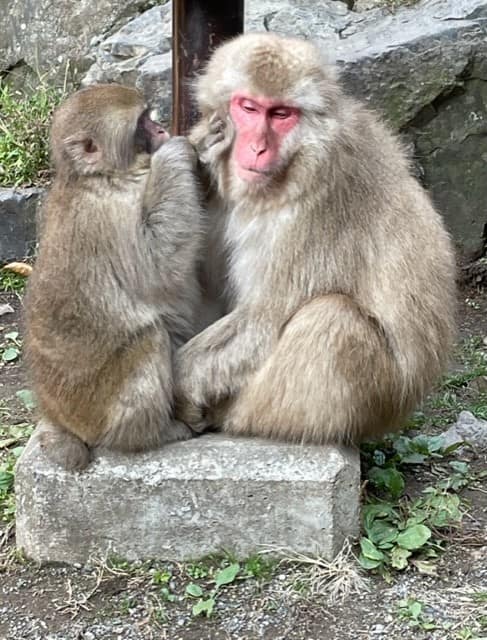 Snow Monkey grooming in Jigokudani Snow Monkey Park Nagano Japan 
