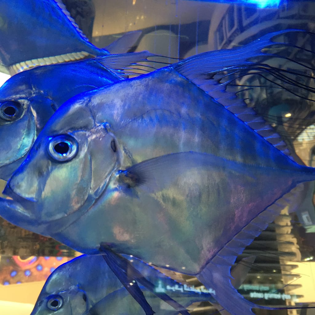 Dubai Aquarium Dubai Mall Dubai United Arab Emirates