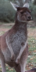 Kangaroo Yancep National Park Western Australia