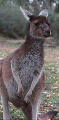 Australian kangaroos