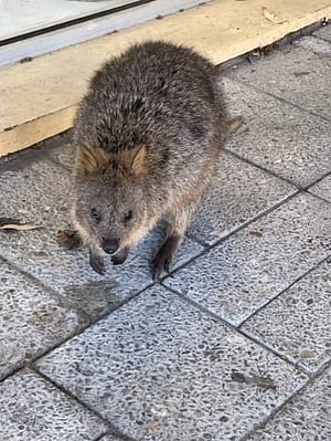 Quokka Rottnest Island Western Australia
