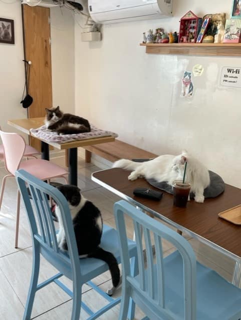 Cats in Cat's Playground in Seoul South Korea