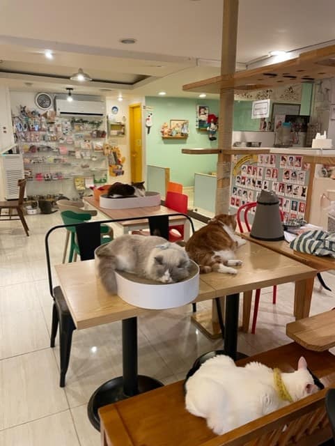 Cats Playground cafe - Seoul South Korea