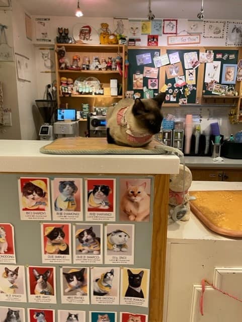 Cat in Cat's Playground in Seoul South Korea