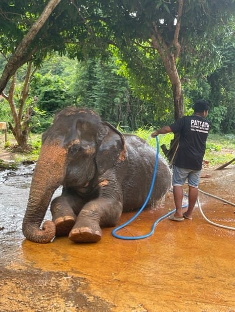Elephant bath at Pattaya Elephant Sanctuary Pattaya Thailand