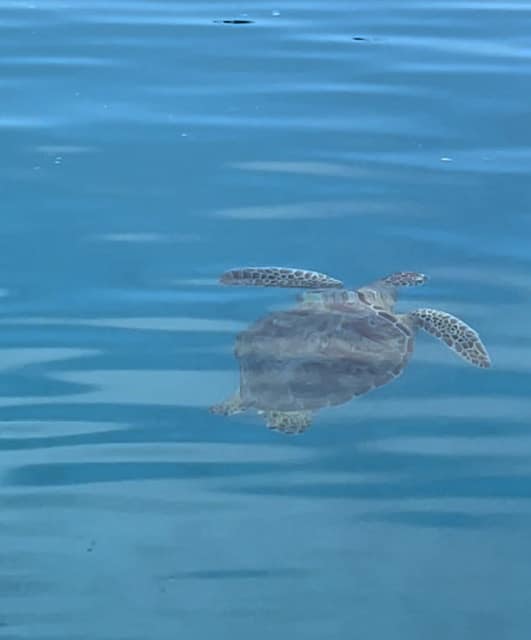 Turtle, Moorea French Polynesia