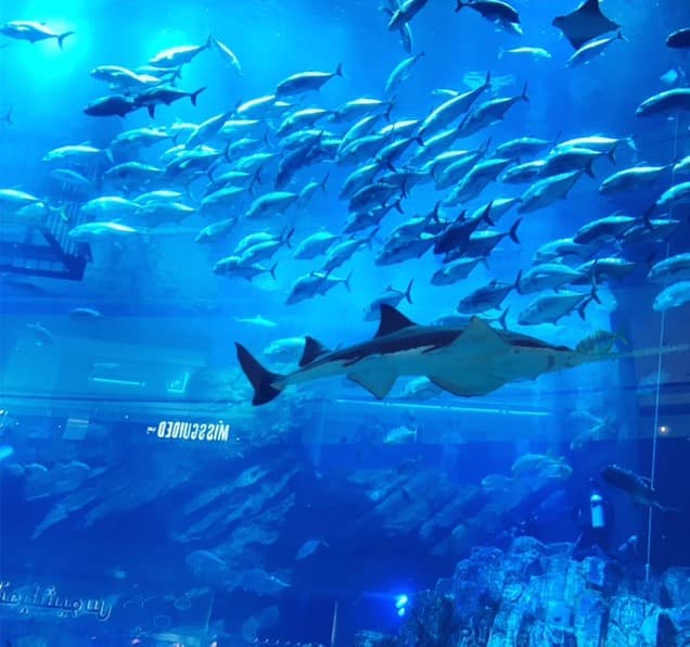 Dubai Aquarium Dubai United Arab Emirates