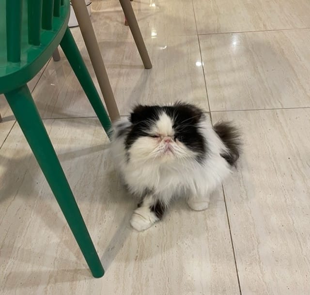 Cat in Cat's Playground in Seoul South Korea