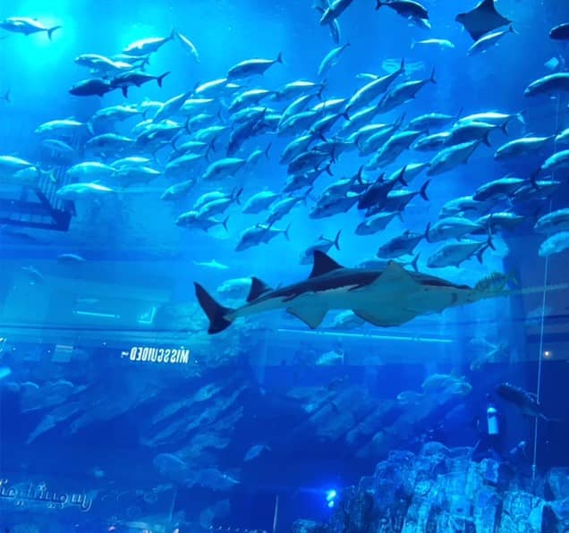 Dubai Aquarium Dubai United Arab Emirates 
