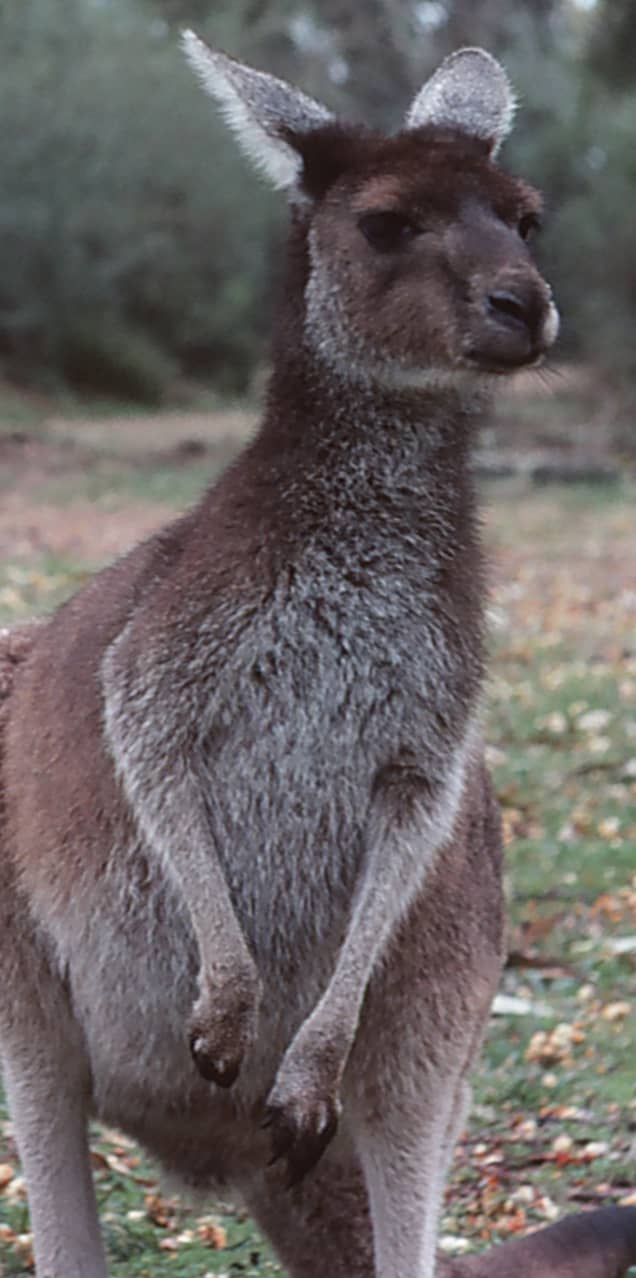 Kangaroo Yancep National Park Western Australia 
