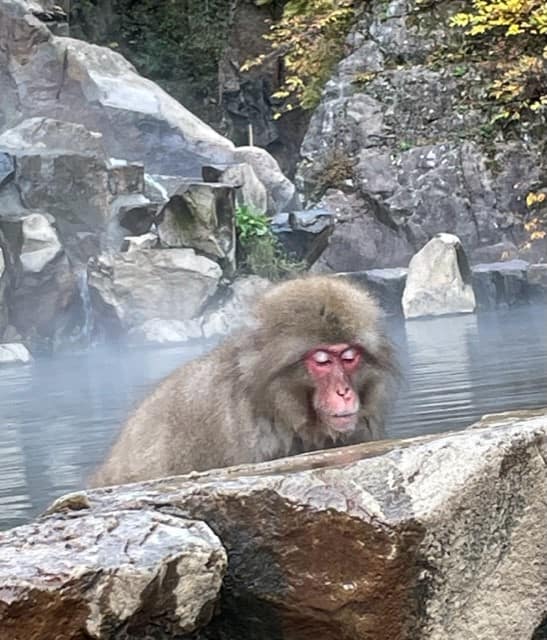 Snow Monkey in hot spring in Jigokudani Snow Monkey Park Nagano Japan 