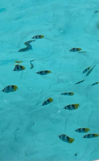 Fish in Moorea French Polynesia 