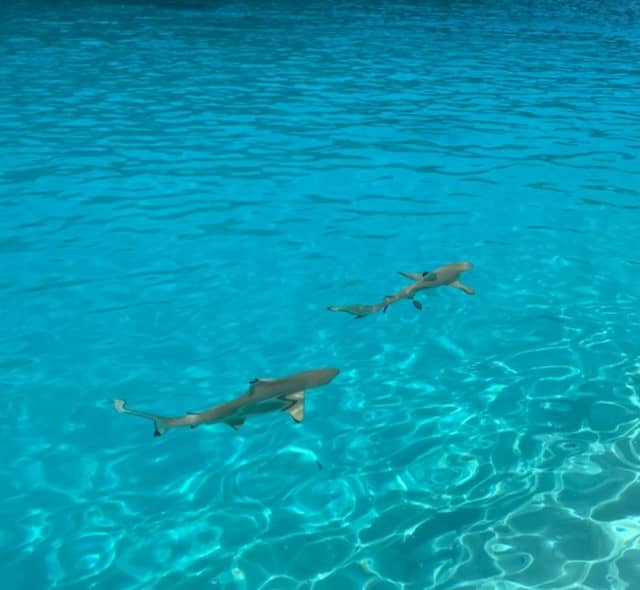 Sharks in Moorea French Polynesia 
