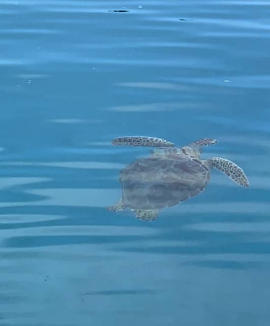 Turtle, Moorea French Polynesia 