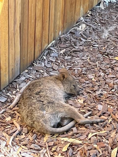 Sleeping quokka Rottnest Island Western Australia 