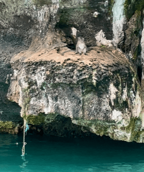 Monkey Cliff Krabi Thailand 