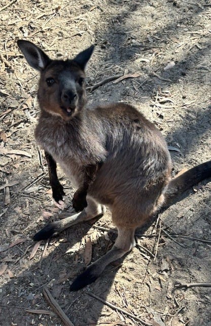 Small Kangaroo at Kangaroo Island Wildlife Sanctuary 