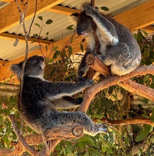 Koalas at Kangaroo Island Wildlife Sanctuary 
