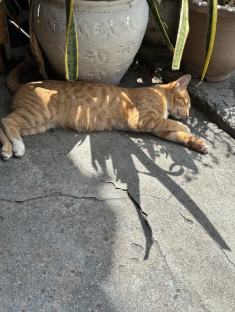 Cat of George Town Penang Malaysia 
