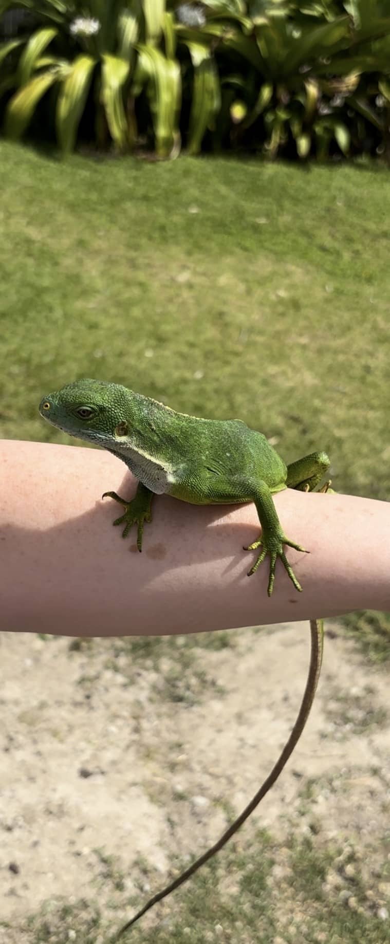 Iguana Port Vila Efate Vanuatu 