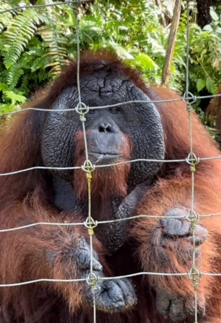 Male orangutan Orangutan Island Bukit Merah Malaysia