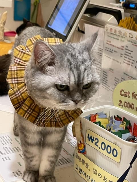 Cat in Cat's Playground in Seoul South Korea