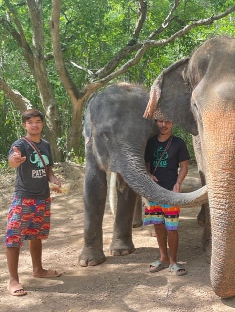 Elephants of Pattaya Elephant Sanctuary Pattaya Thailand