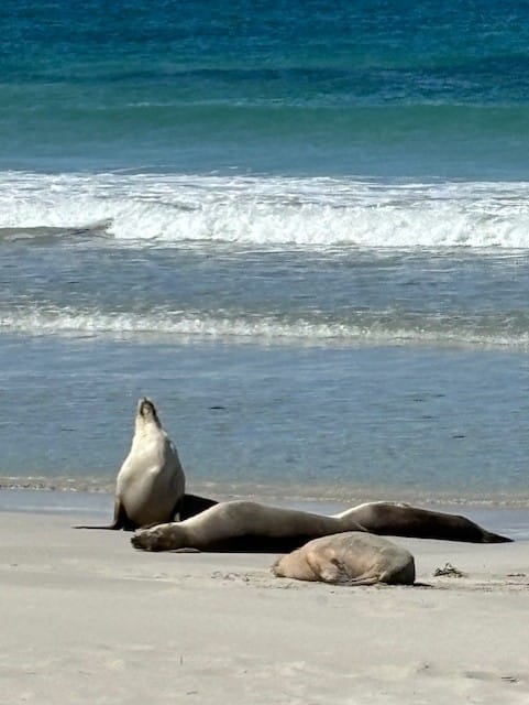 Seals at Seal Bay Kangaroo Island