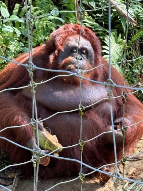 Female Orangutan Orangutan Island Bukit Merah Malaysia