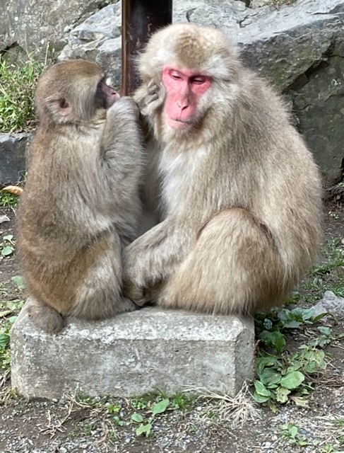 Snow Monkey grooming in Jigokudani Snow Monkey Park Nagano Japan 
