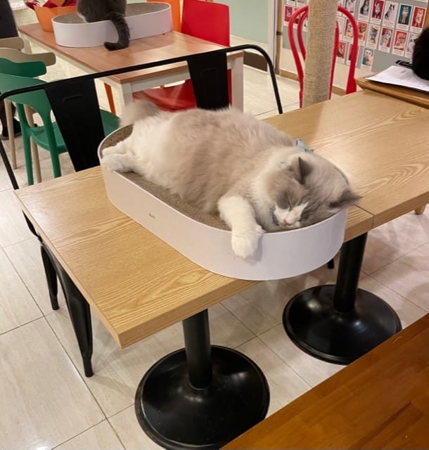 Cat in Cat's Playground in Seoul South Korea